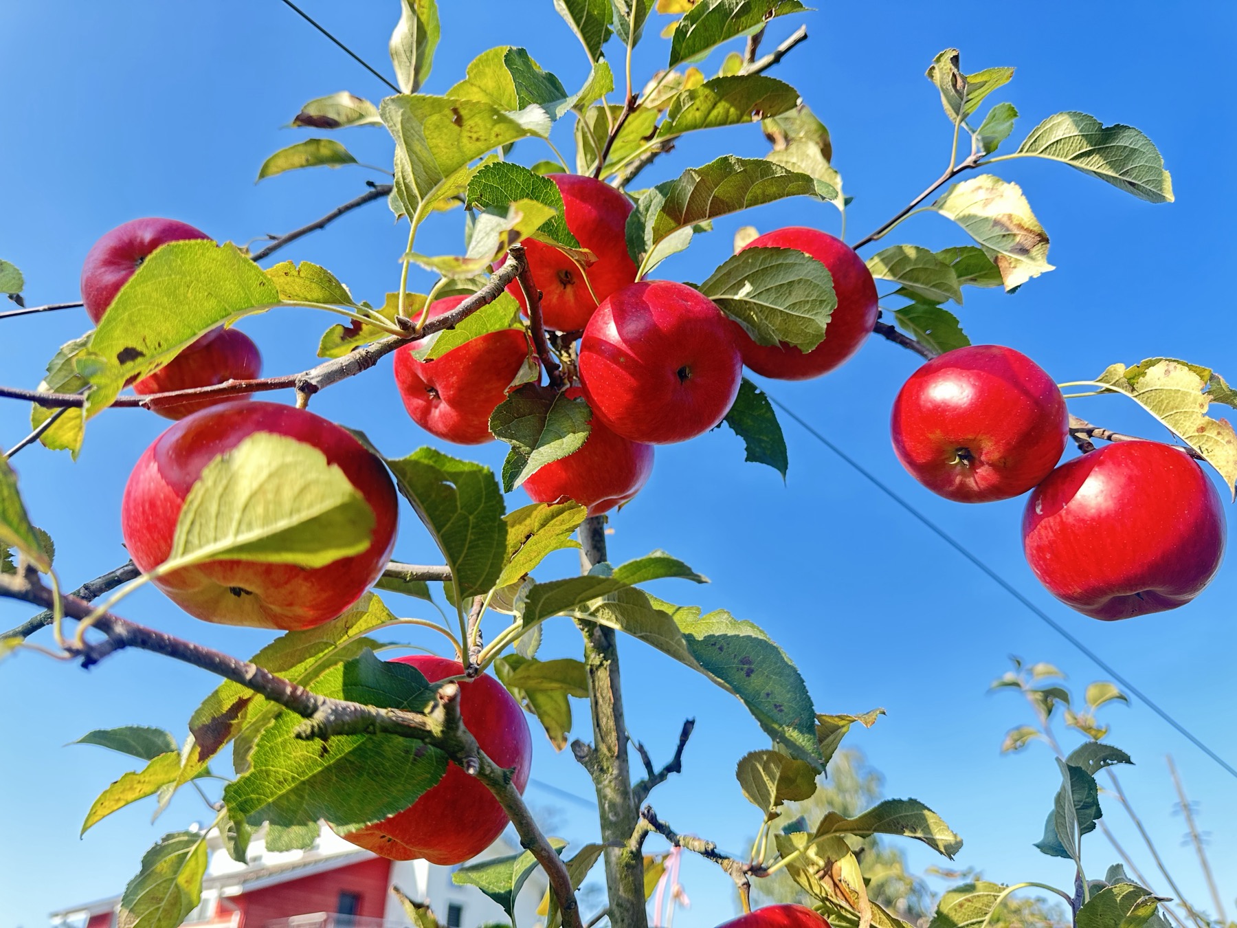 Reife rote Äpfel am Baum