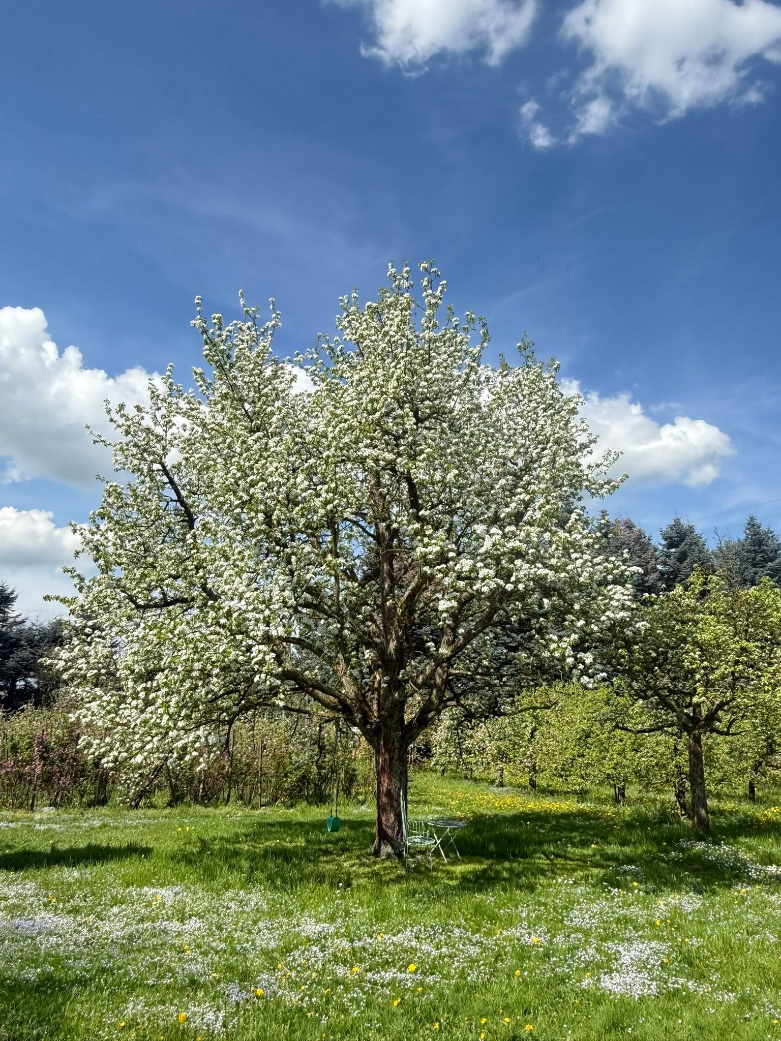 Birnbaumblüten