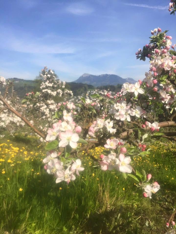 Blütenbaum mit Rigi