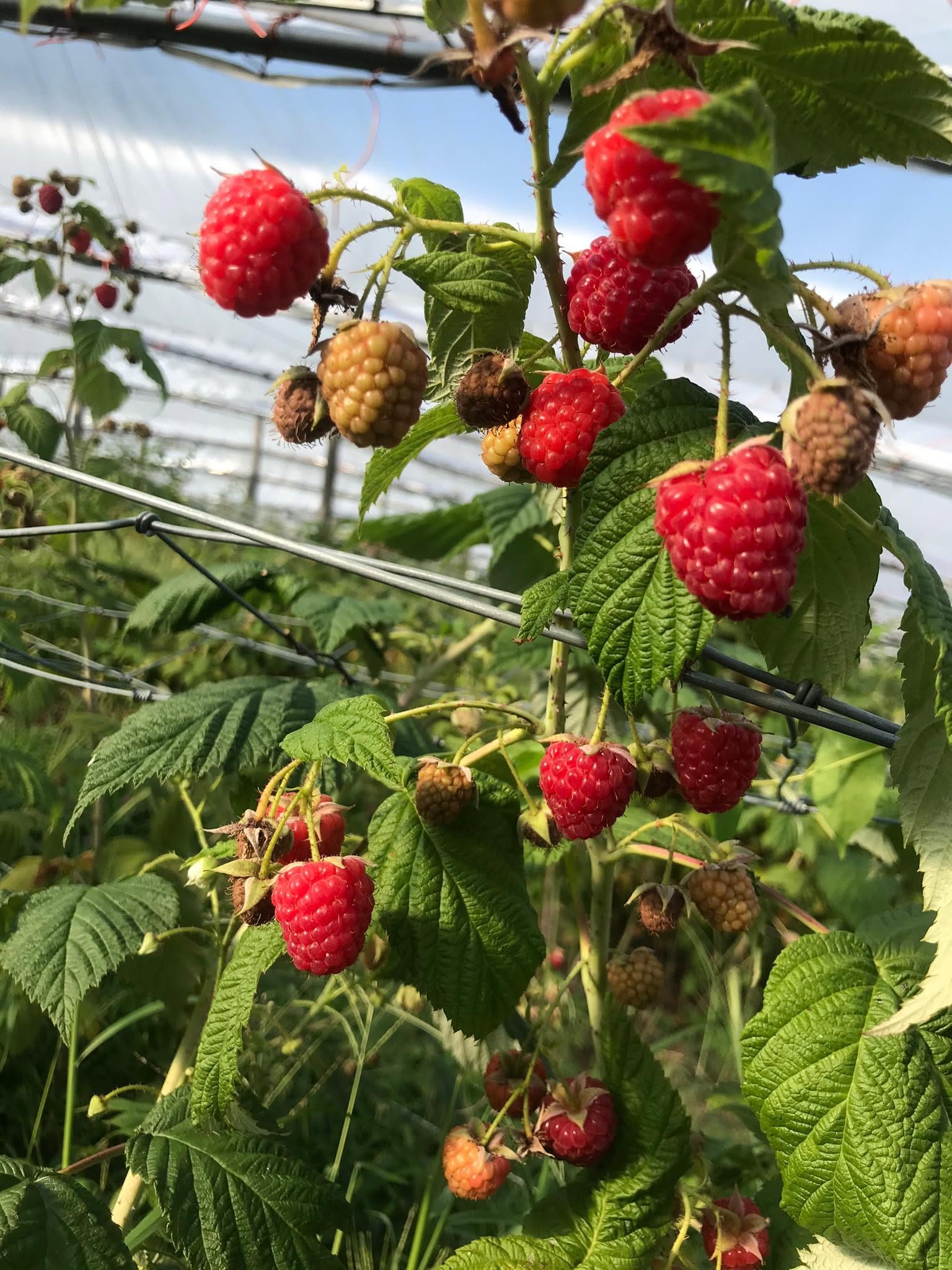 Himbeeren am Strauch