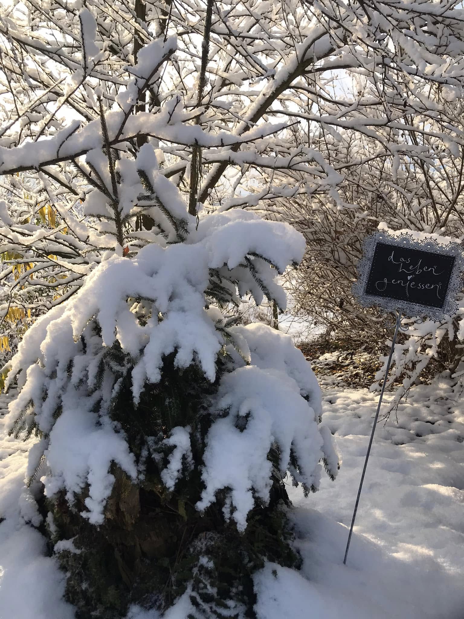 Tannenbaum im Schnee