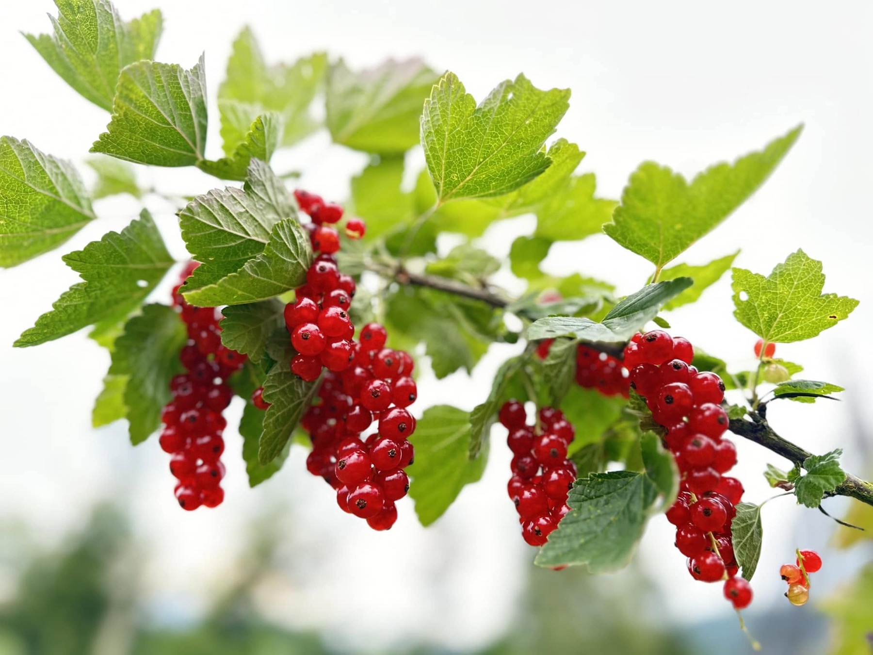 Johannisbeeren am Strauch