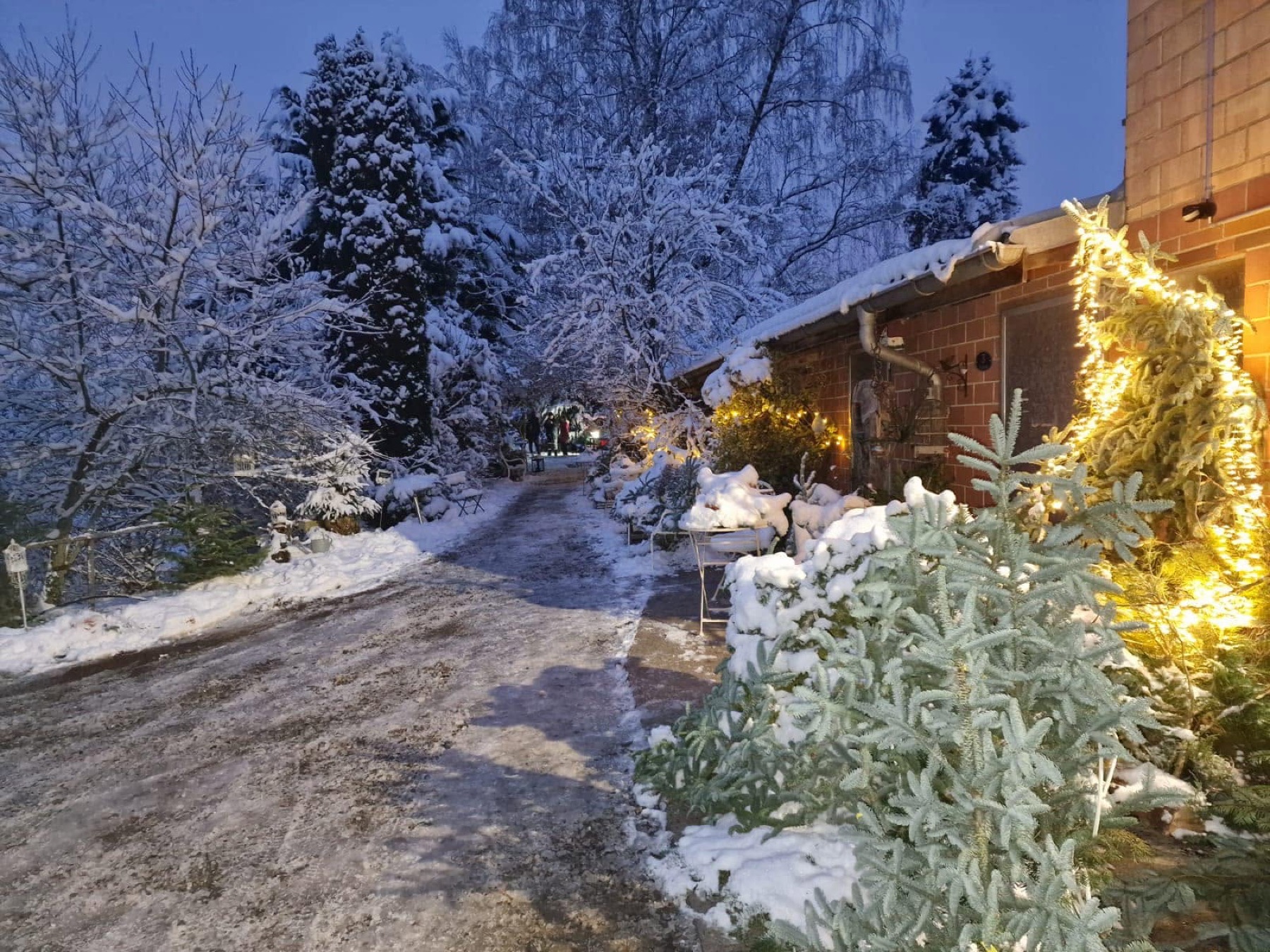 Tannenbäume im Schnee