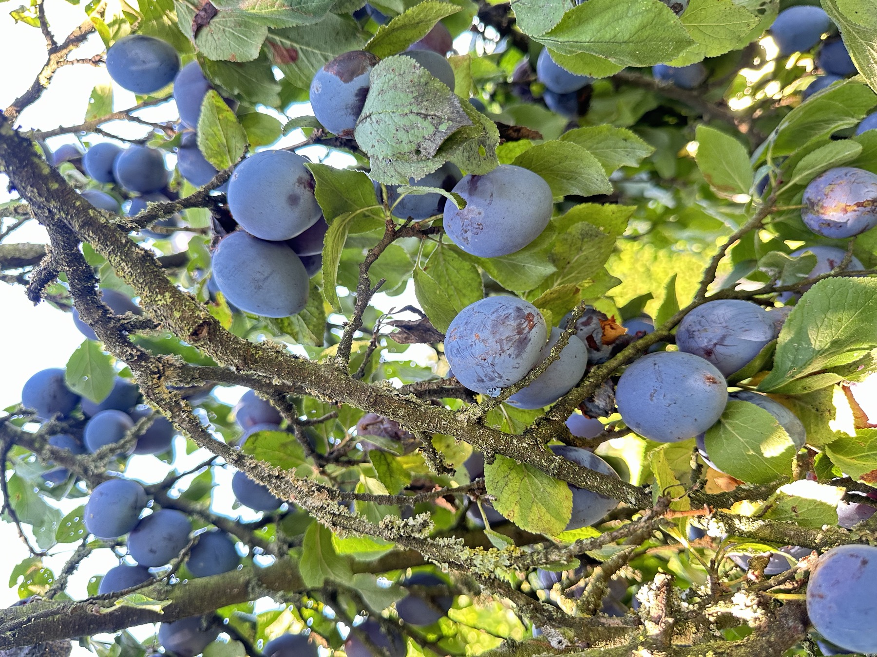 Zwetschgen am Baum